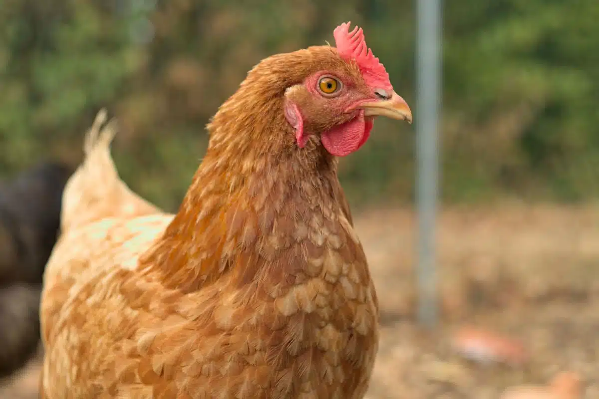 Grippe aviaire
