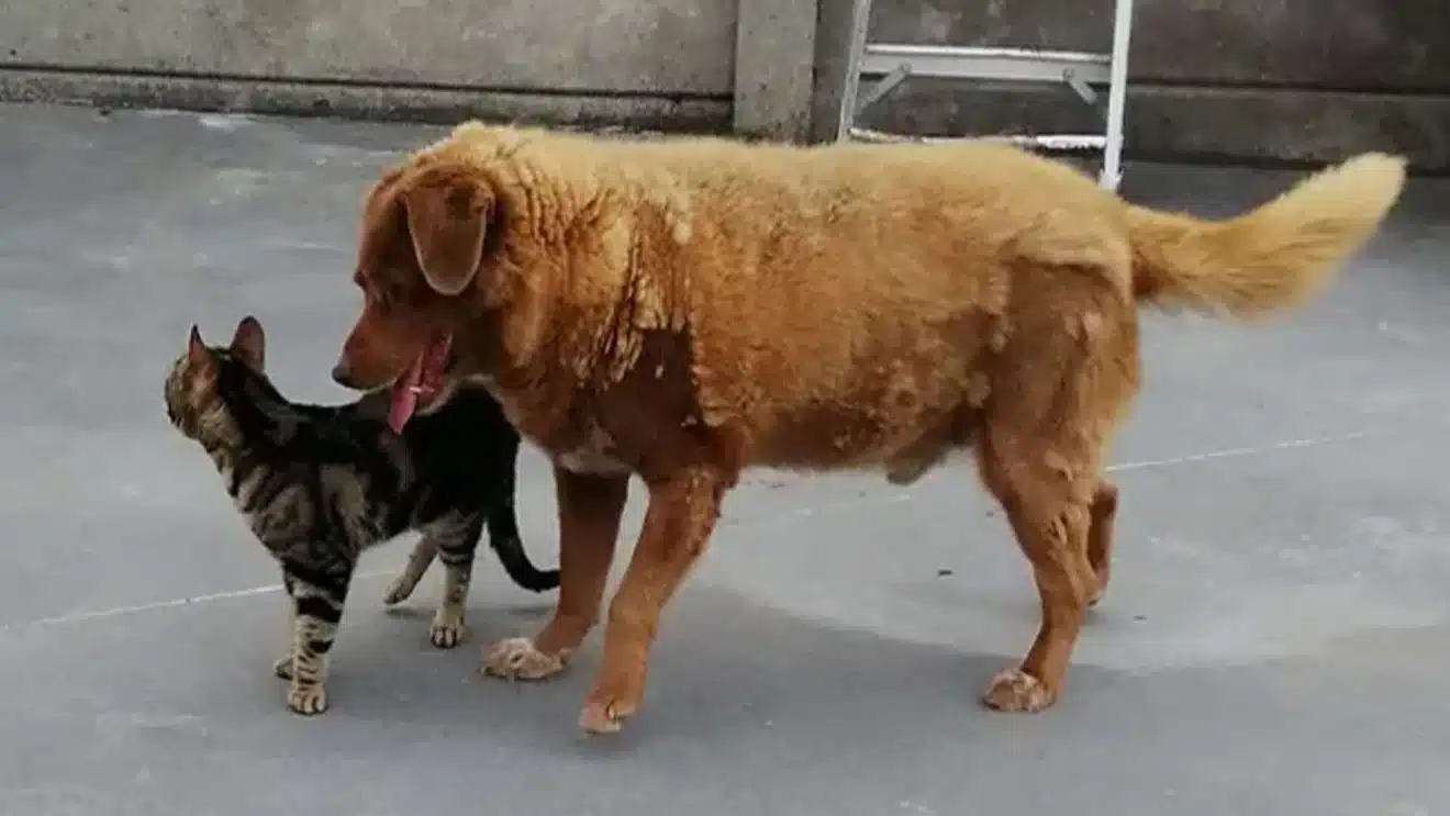 Le doyen des chiens, Bobi