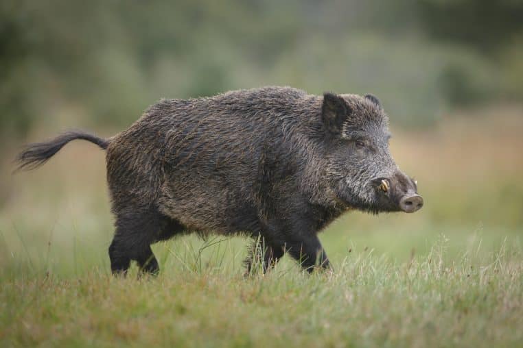 sanglier animal insecte france dangereux pays morsure danger piqure 