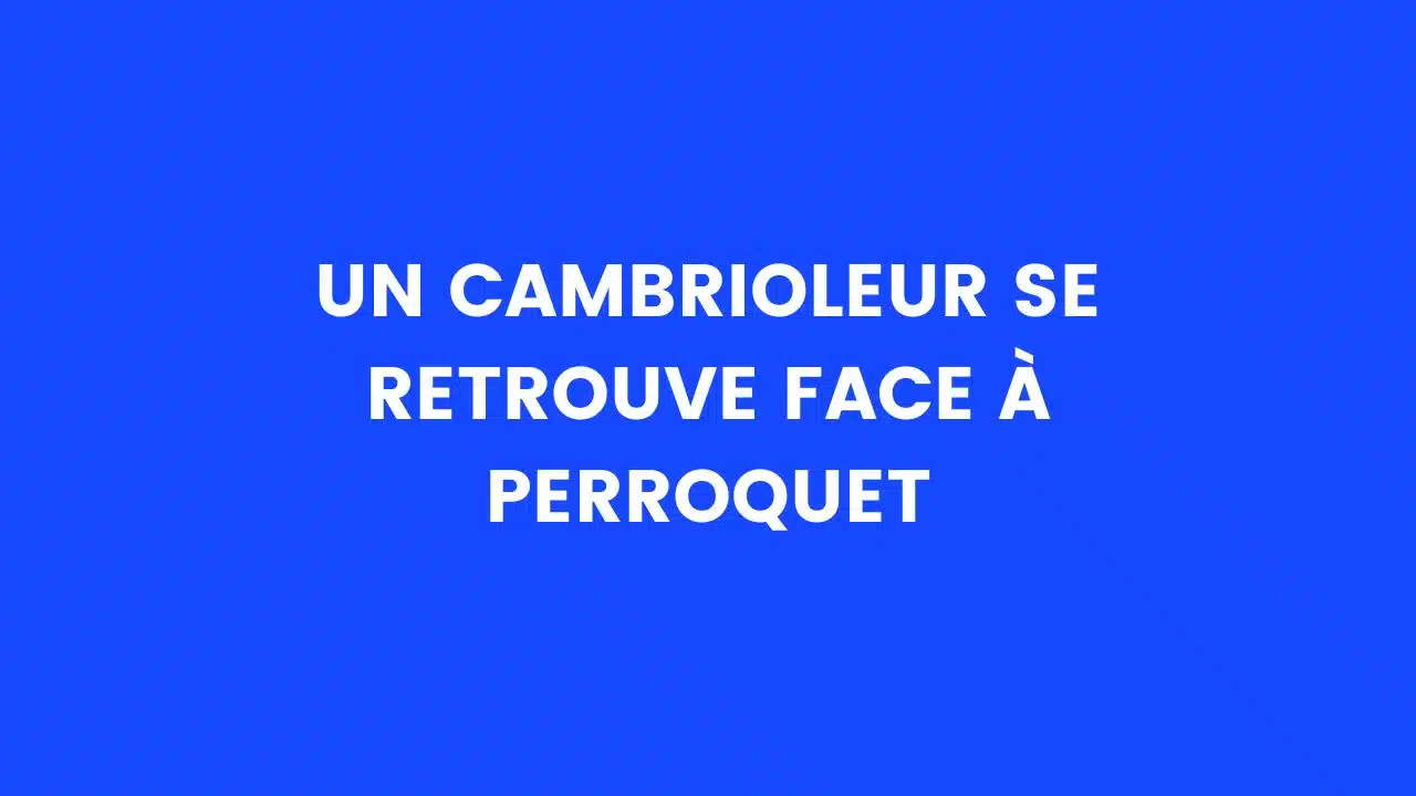 Blague du jour : un cambrioleur se retrouve face à perroquet