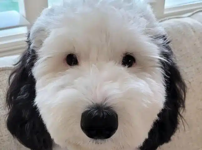 chien ressemble snoopy