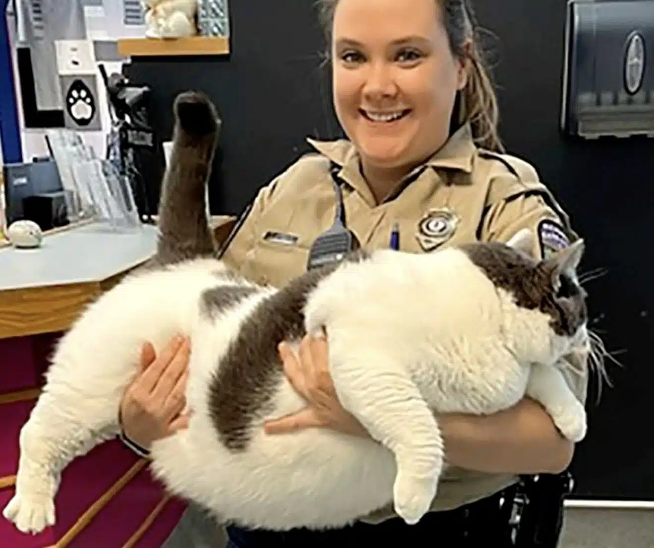 le plus gros chat du monde