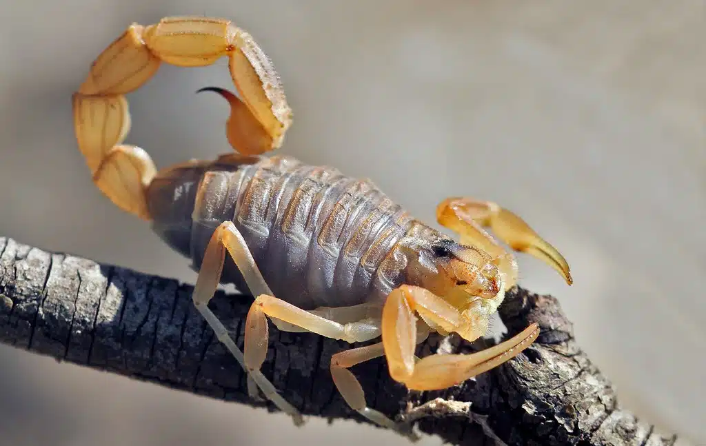 Scorpion languedocien