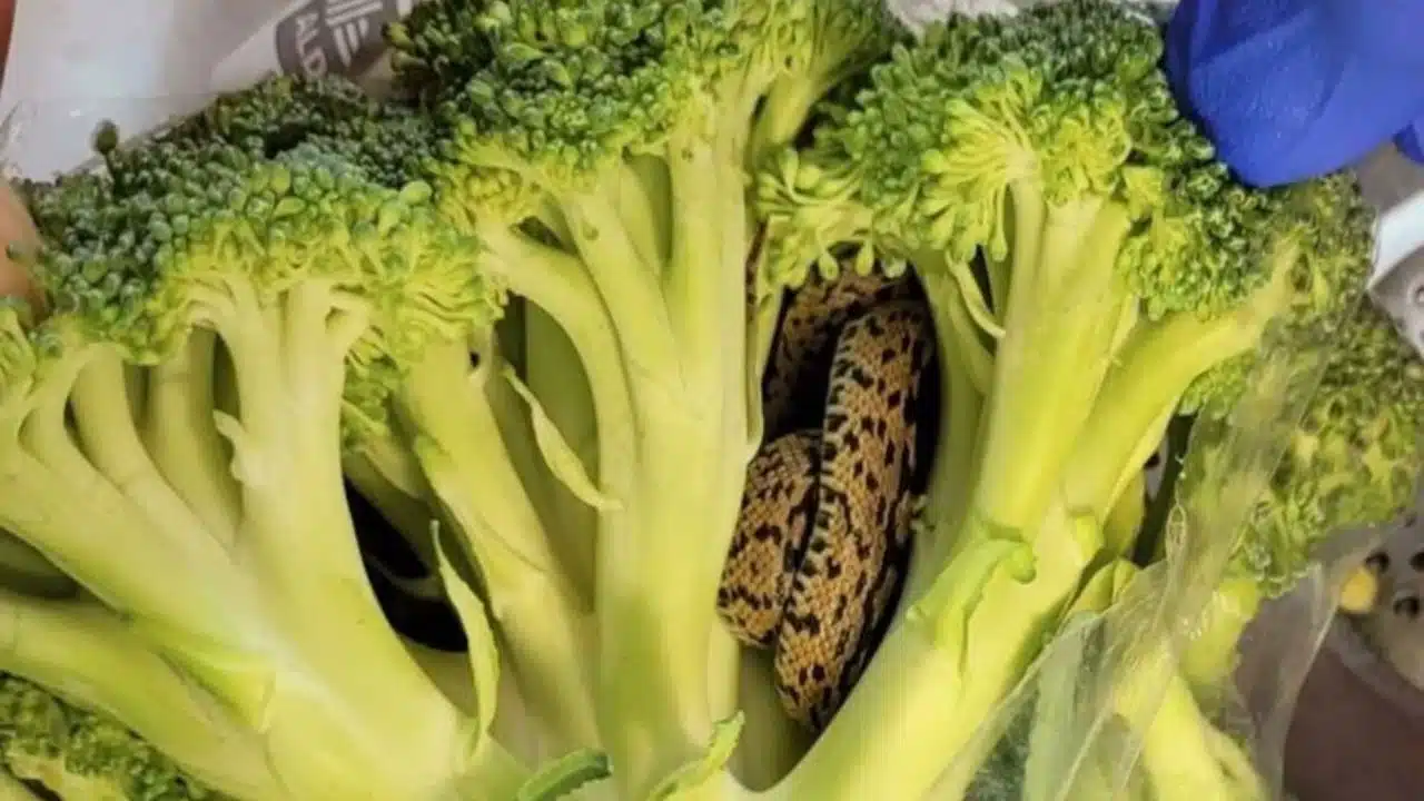 aldi brocoli