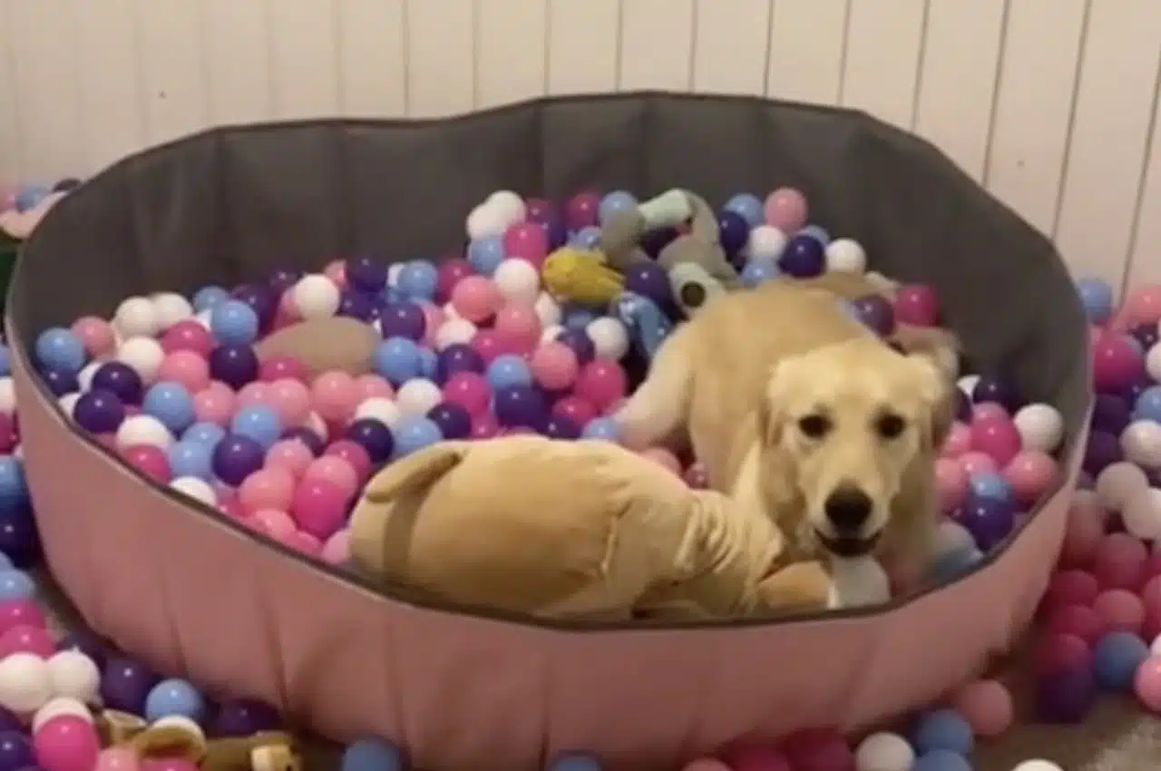 chien piscine