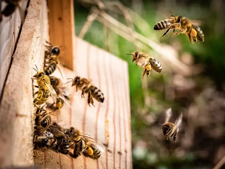 abeilles guyane tueuses