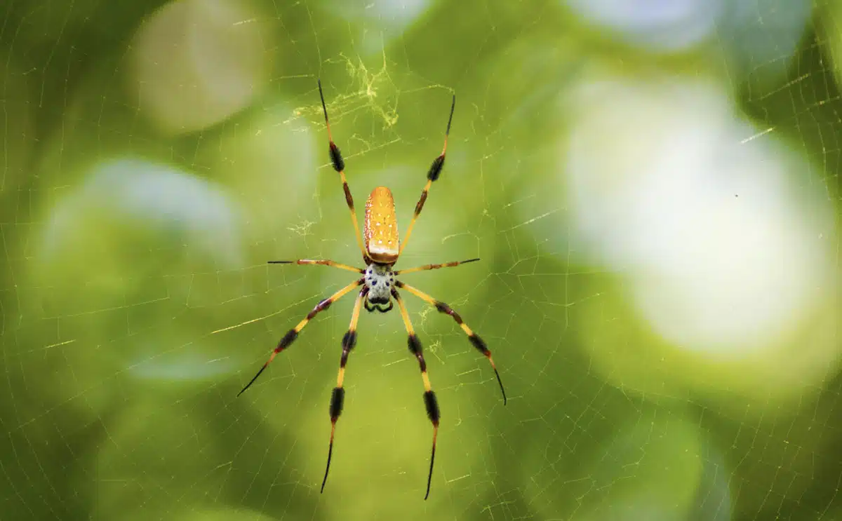 araignée vénimeuse monde animal insecte actu insolite