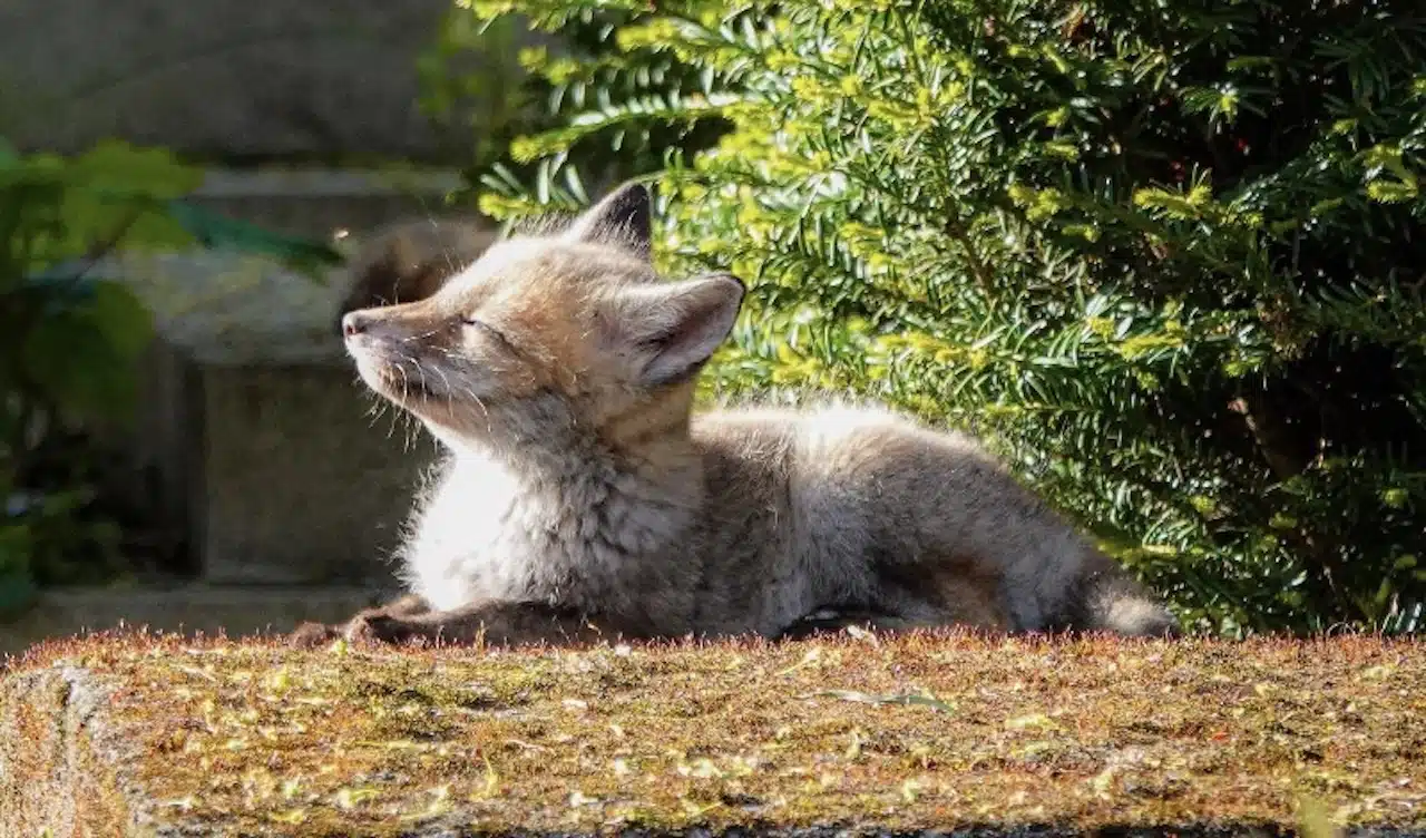renardeaux