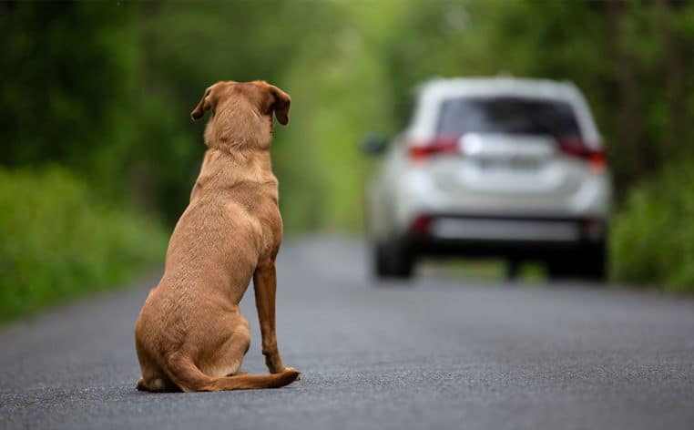 SPA animaux abandon campagne publicitaire choc actu