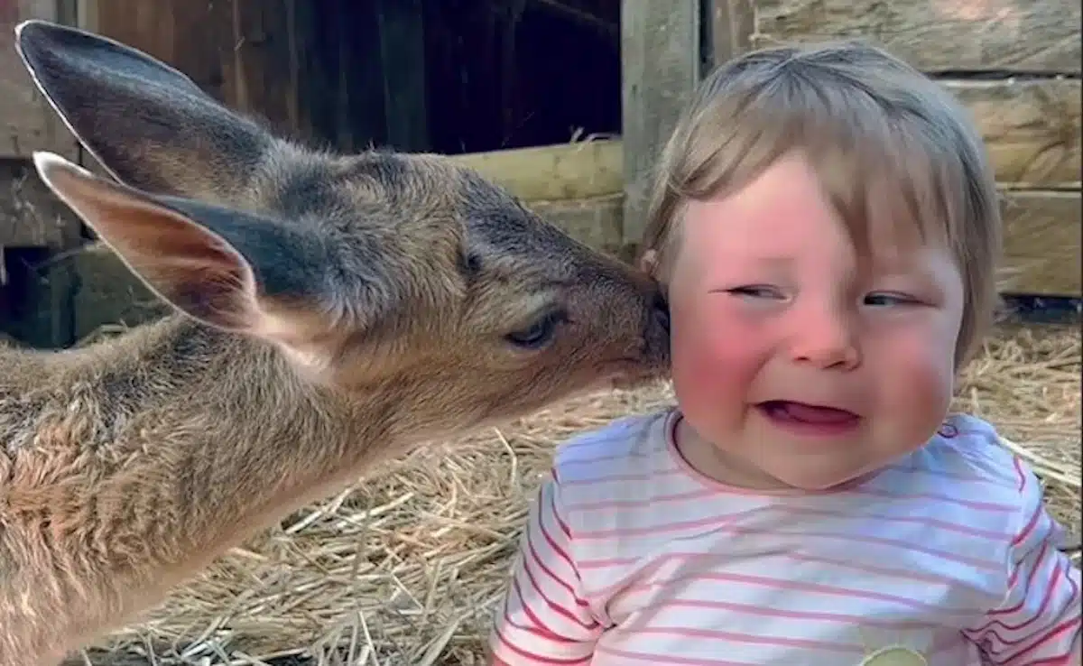 amitié cerf bebe adorable