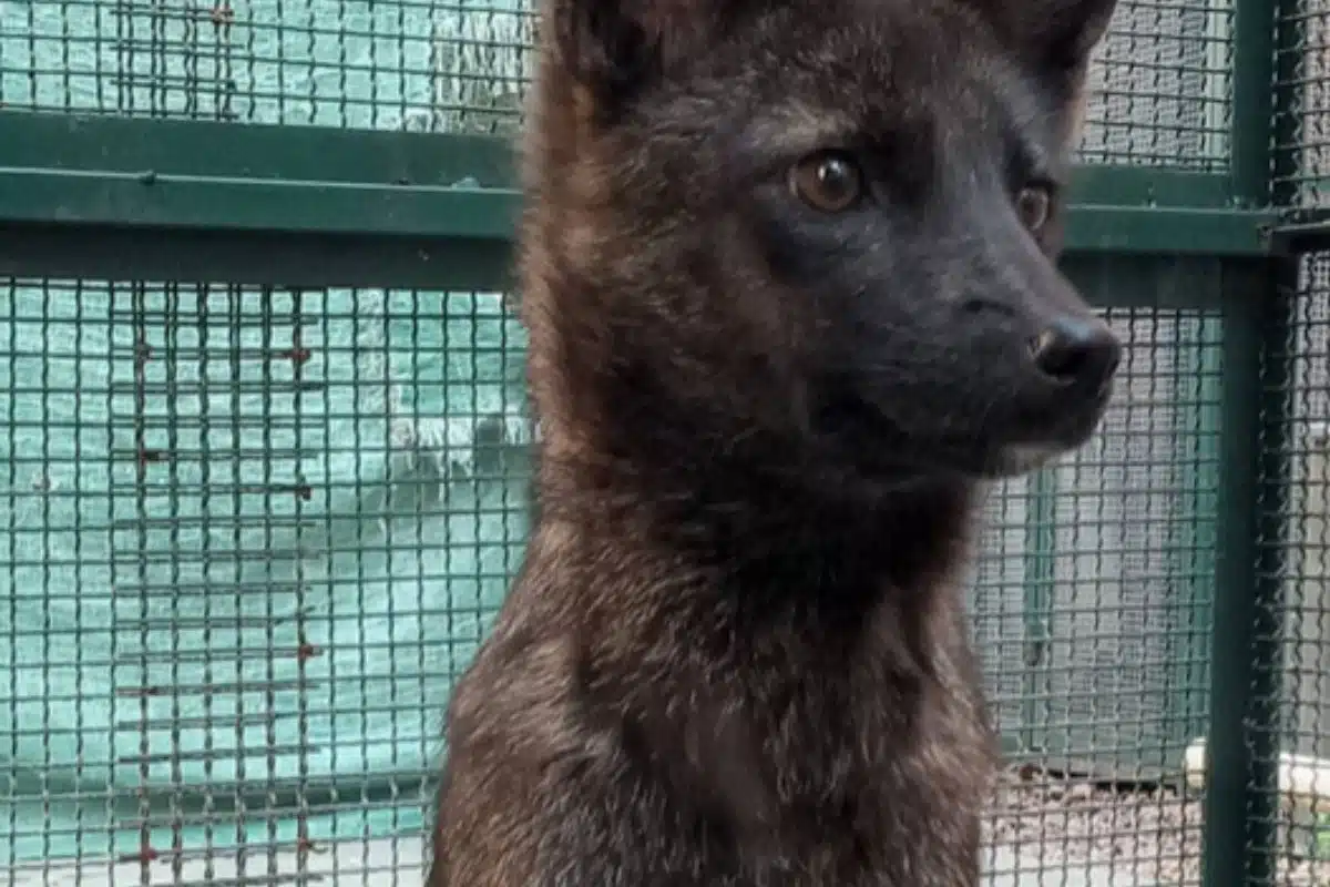bresil espece chien renard