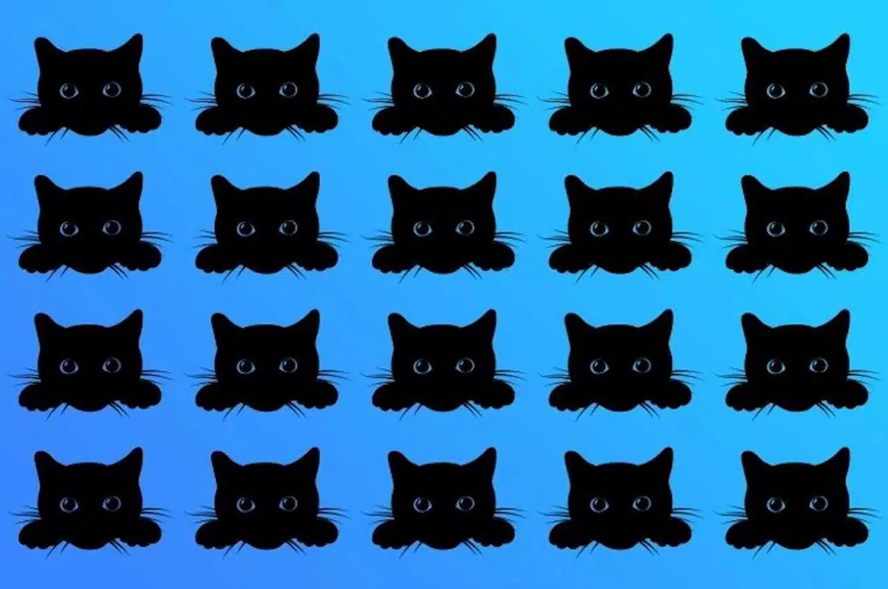 enigme chat