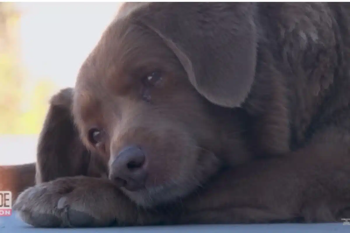 bobi chien le plus vieux monde (1)