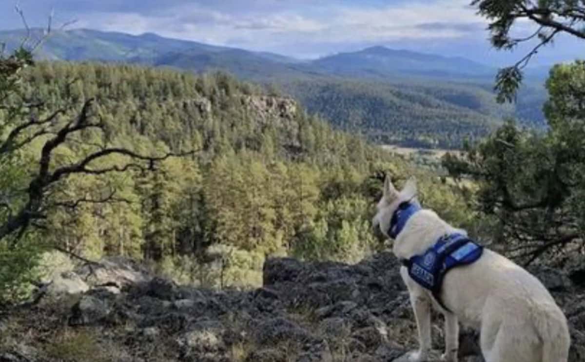 Un Chien Retrouvé En Vie à Côté Du Corps De Son Maître Disparu Depuis Plusieurs Mois 2960