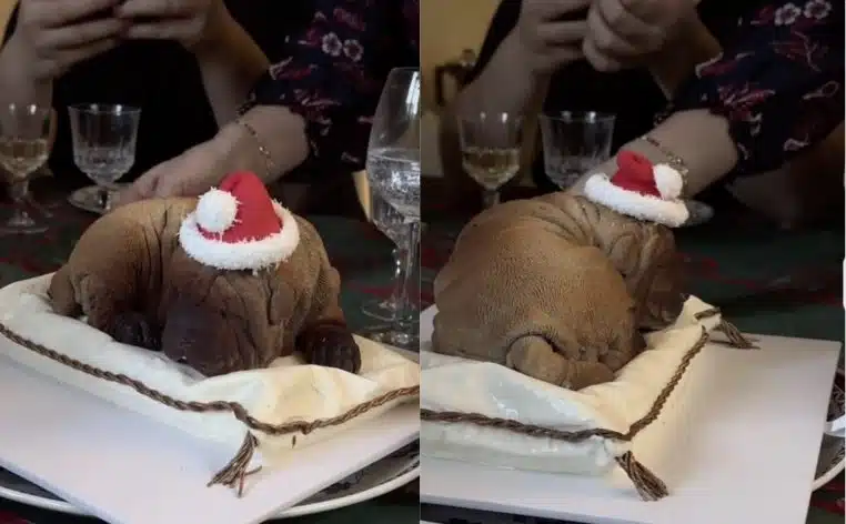 buche chien lutetia