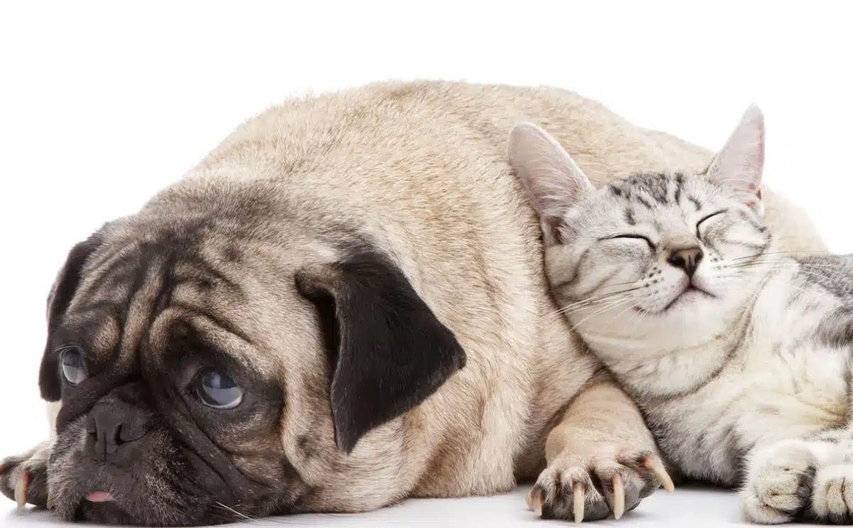 chat chien droite gauche politique animaux info