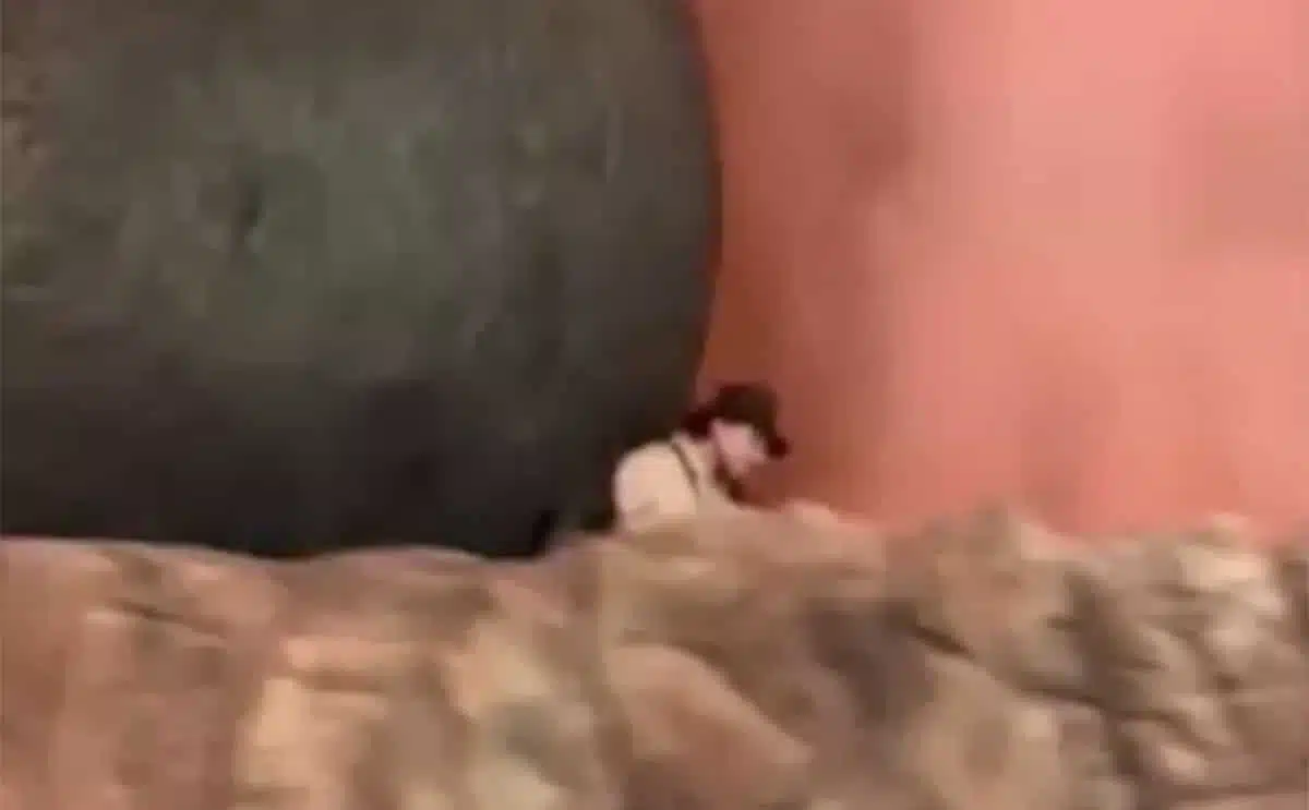 Disney accident TikTok actu