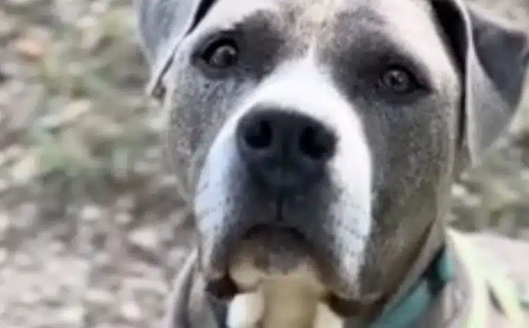 chiens chien abandon animaux actu