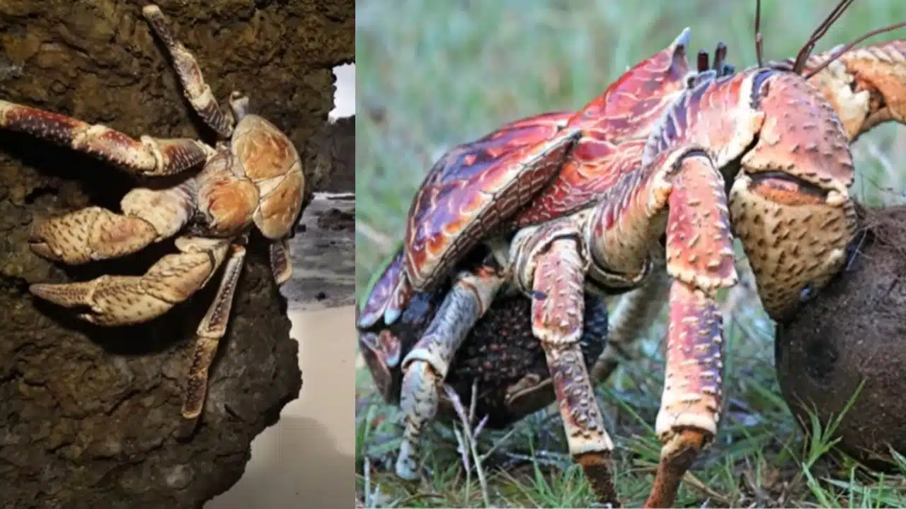 crabe de cocotier
