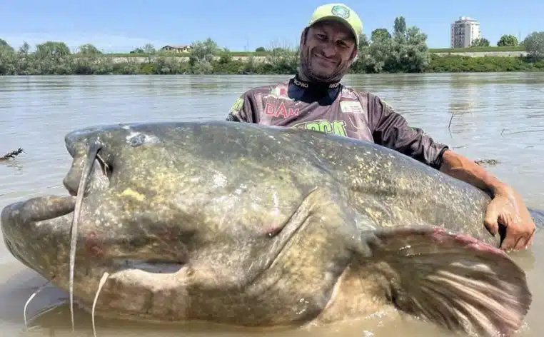 poisson chat record pêche actu insolite