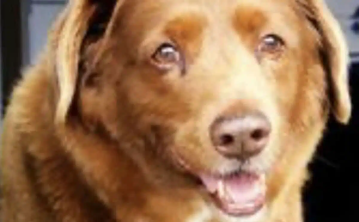 chien record Bobi-