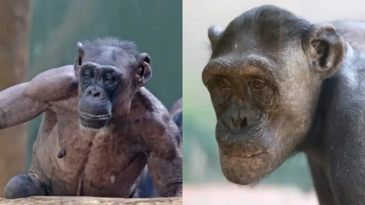 Chimpanzés