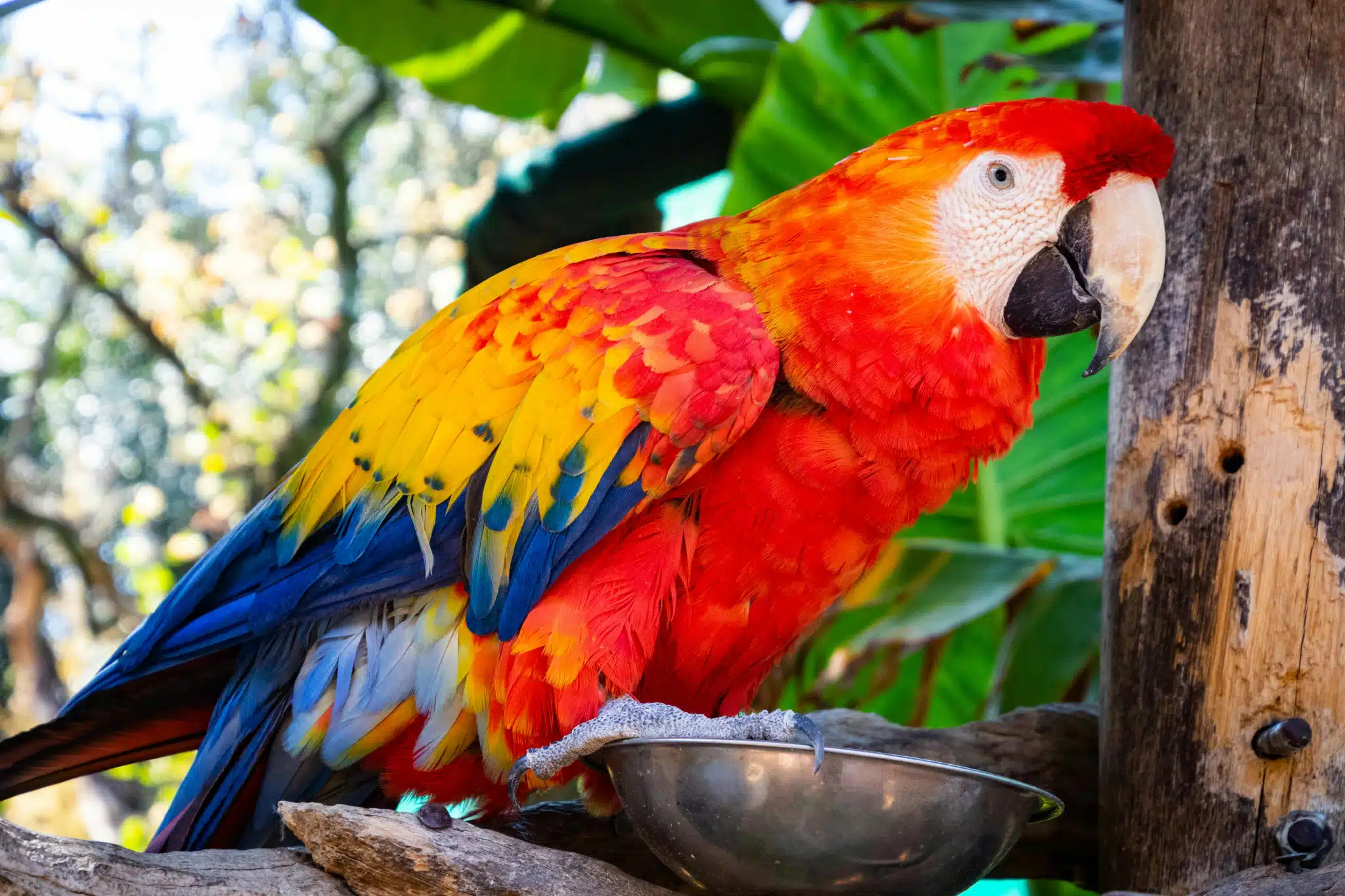 Qu'est-ce que la fièvre du perroquet ?
