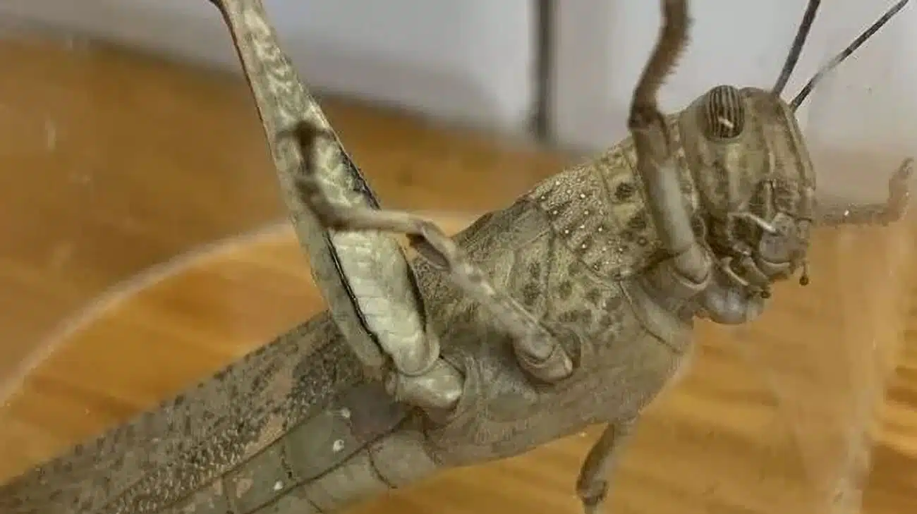 Il trouve un insecte géant dans ses courses