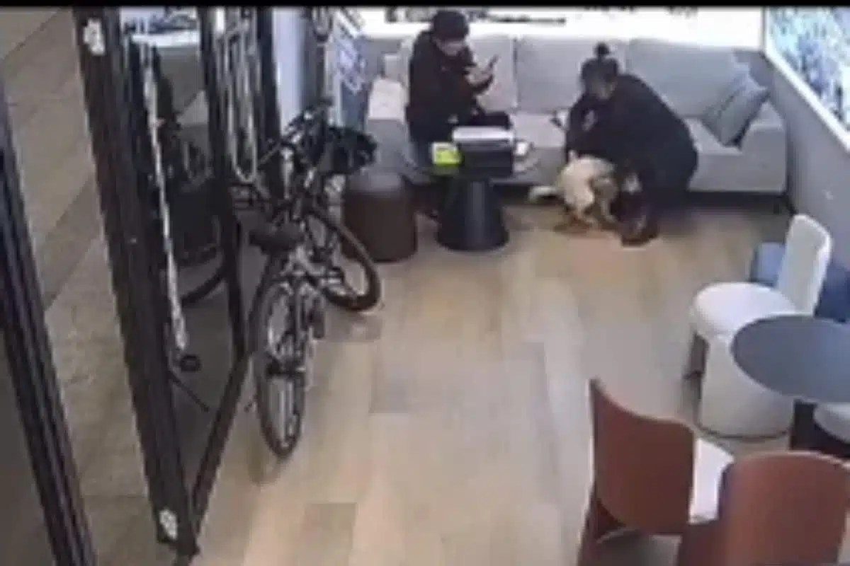 chien perdu video