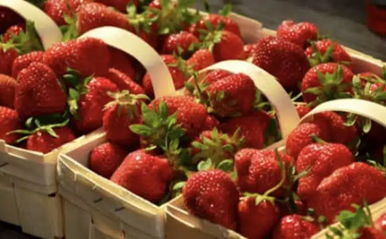 fraises conservation