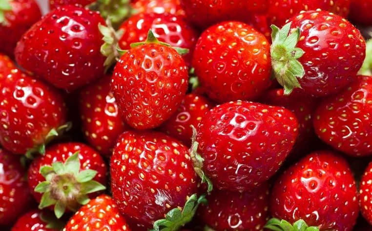 fraises conservation