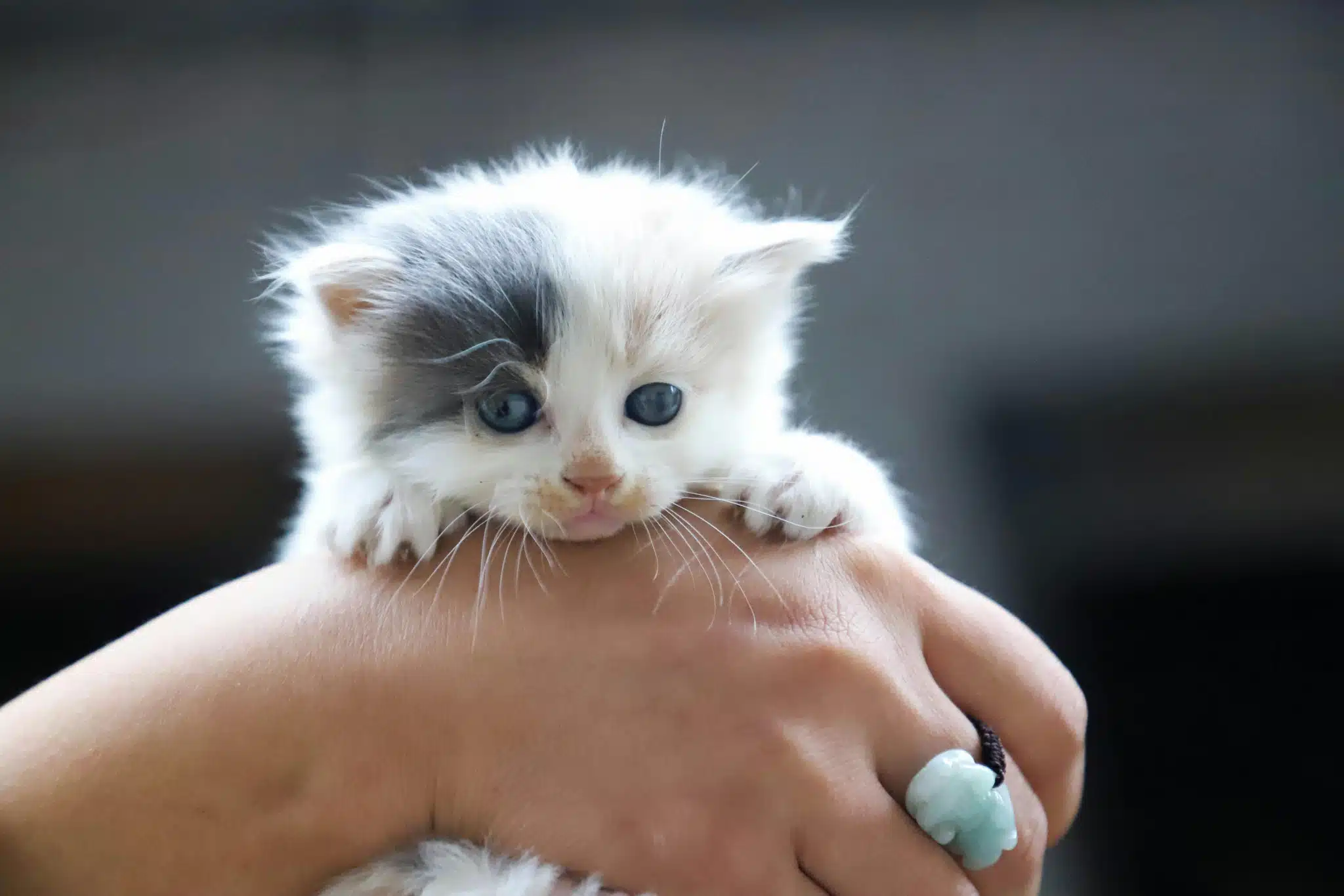 Il tombe du toit en tentant de rattraper son chaton