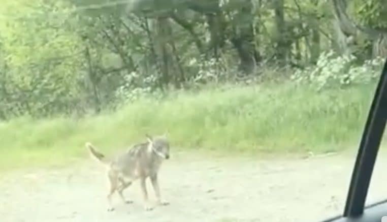 Image illustration un loup a été filmé sur la route d'altier en Lozère.