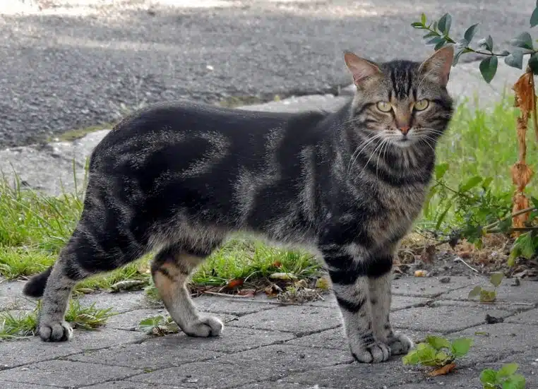 photo chat noir et gris

