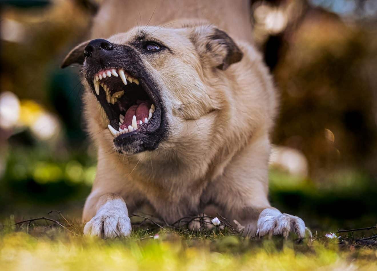 An Aggressive Dog with Sharp Teeth. Chien agressif attaque