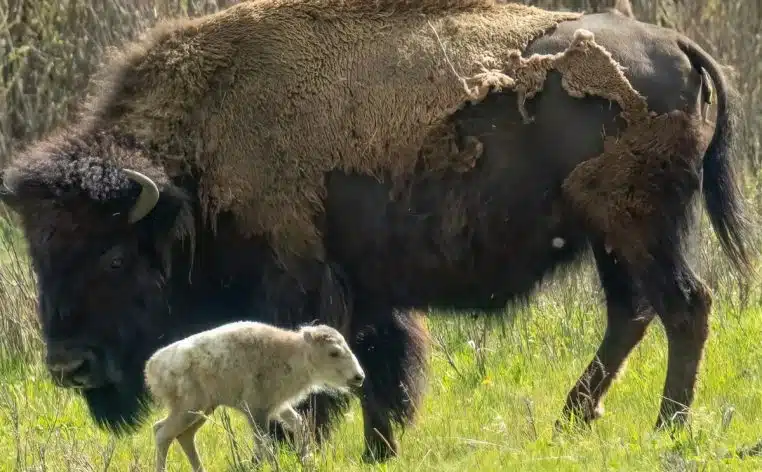 bison insolite
