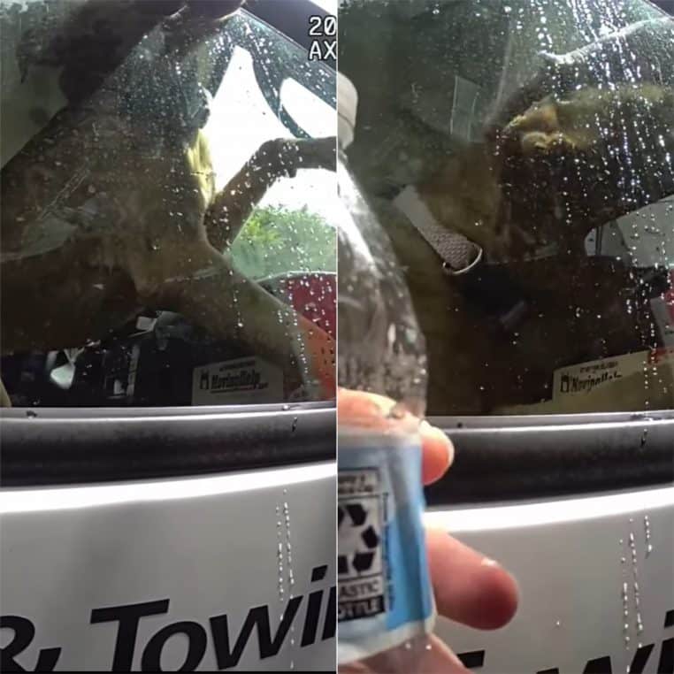 Un chien enfermé dans une voiture sauvé par la police