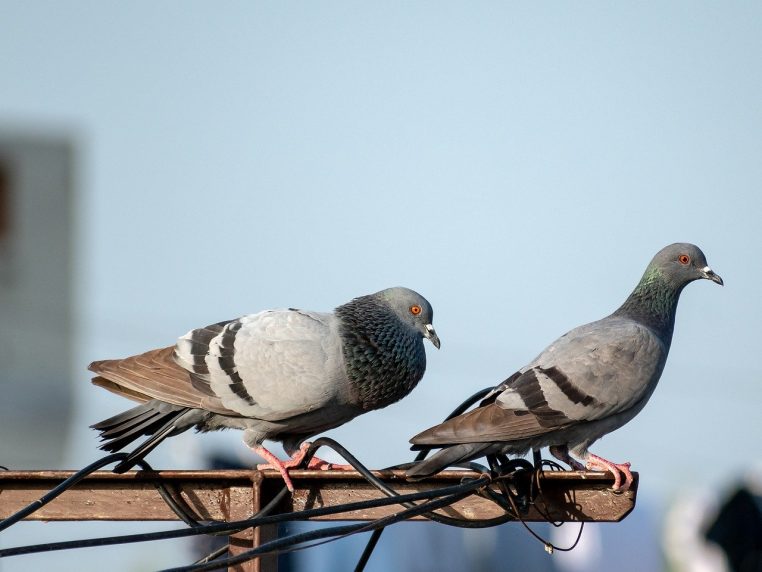 couple de pigeon sur un fil électrique