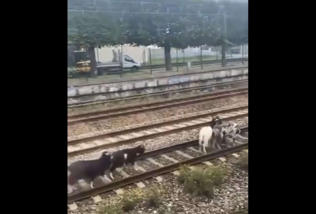 Image capture d'écran des chèvres traverse les rails et bloque le RER C