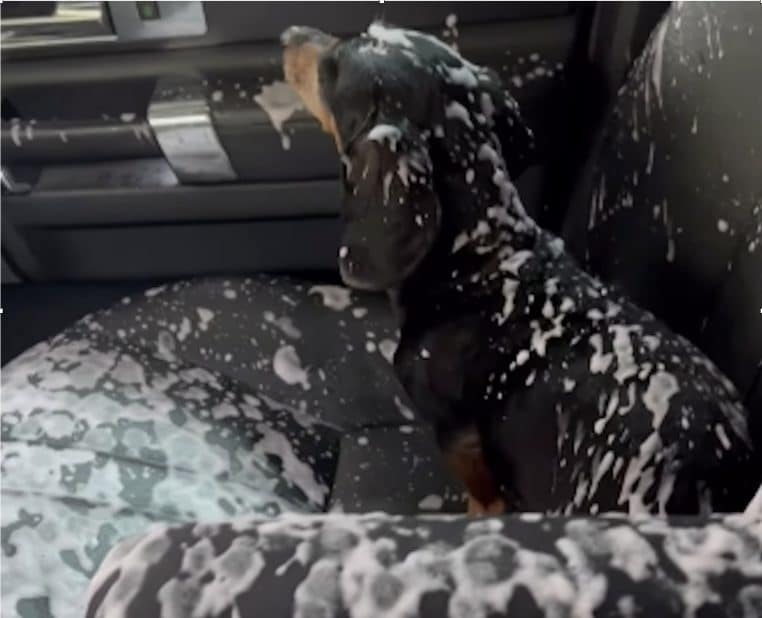 image illustration un chien ouvre la vitre d'une voiture lors d'un lavage automatique.