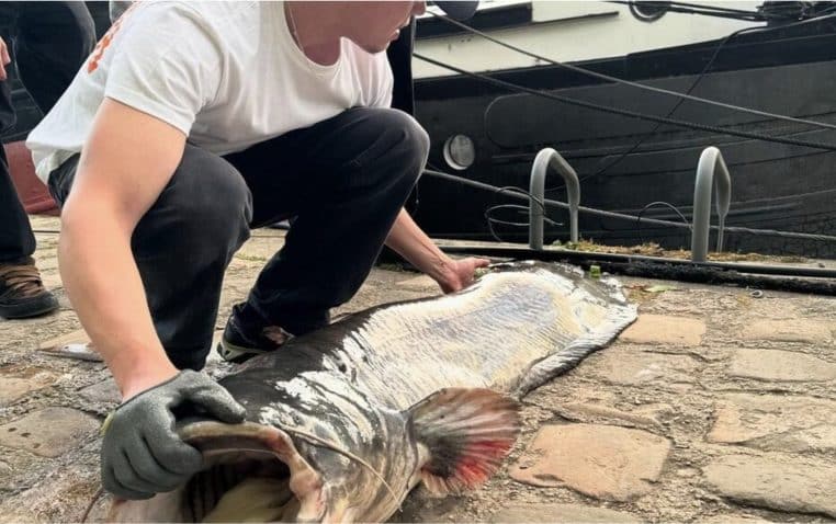 Un silure, un poisson vivant dans la seine, a été pêché. 2,10 m un record.