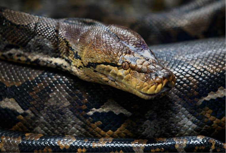 Image illustration, une femme se fait avaler par un python