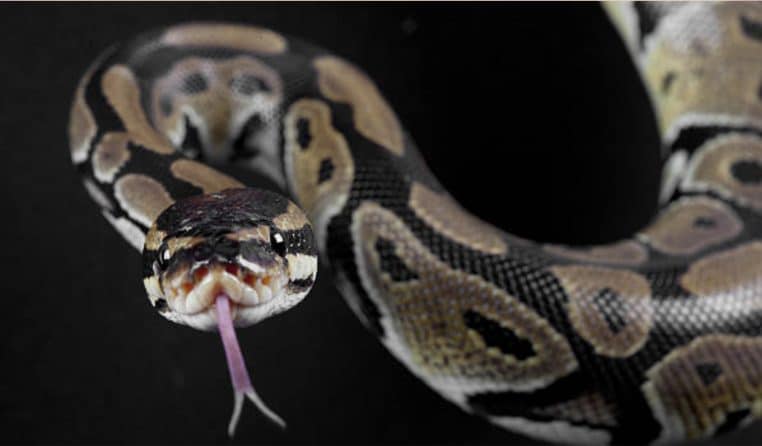 Image illustration, une femme se fait avaler par un python