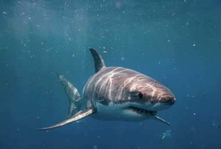 Image illustration un requin aperçu sur une côte prisé par les surfeurs.