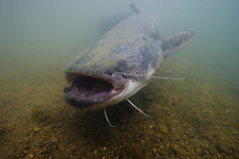 Un silure, un poisson vivant dans la seine, a été pêché. 2,10 m un record.