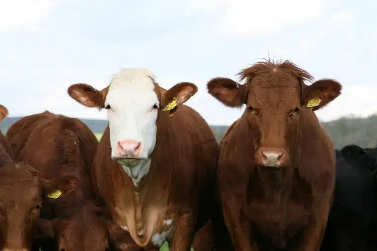 Image illustration, une randonneuse et ses filles se font attaquées par des vaches.