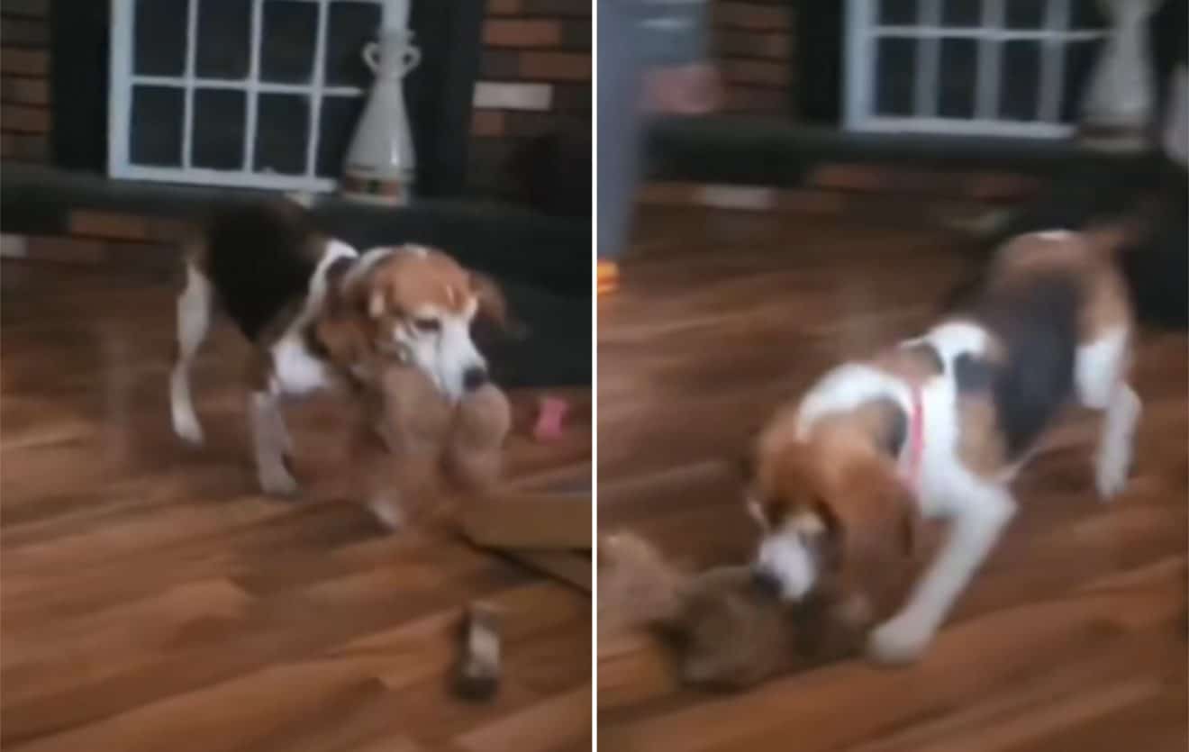 La vidéo de ce chien et son premier jouet charme les internautes