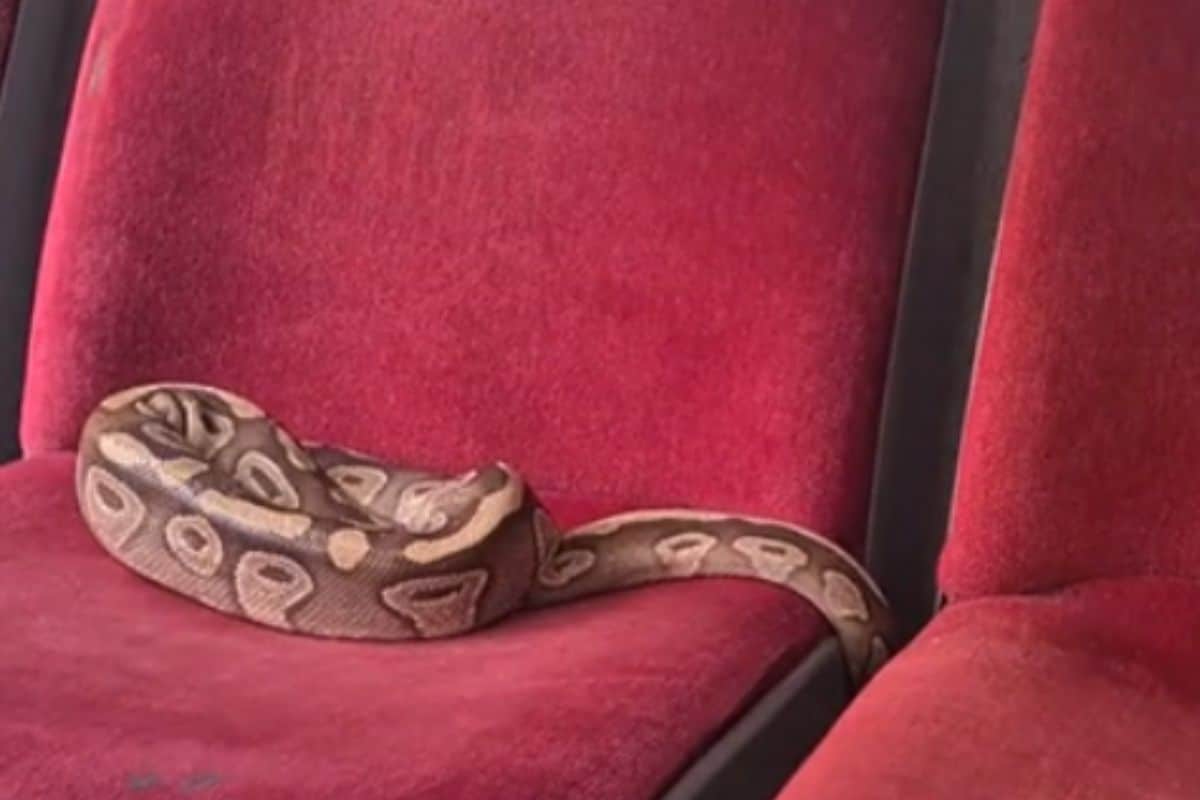 serpent bus video