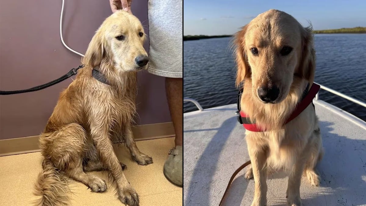 Son chien tombe du bateau en pleine mer et il ne le retrouve plus, un miracle se produit 36 heures plus tard