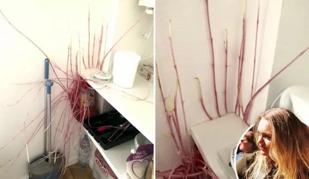 Cette femme découvre des « pommes de terre mutantes » dans sa maison, elle est prise de panique
